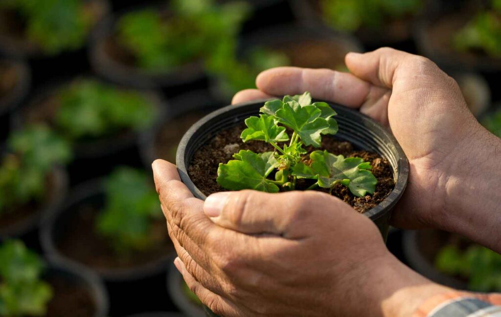 What's the Difference Between Acute and Chronic Water Stress in Plants? What's the Difference Between Acute and Chronic Water Stress in Plants?